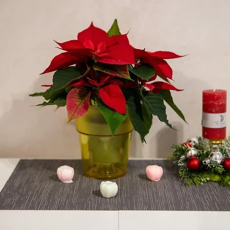 Apartment в центрі львова